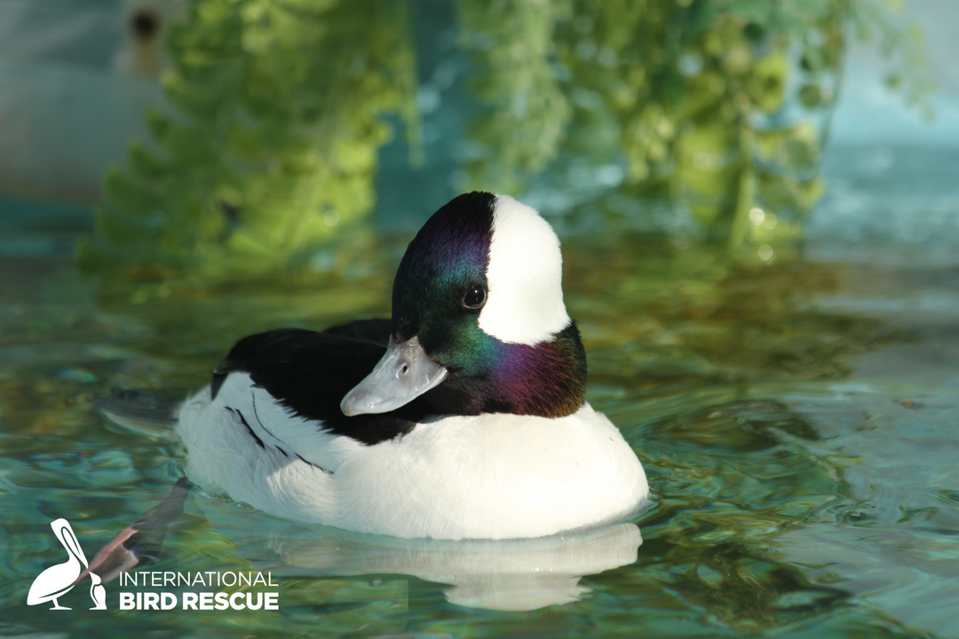 Bufflehead