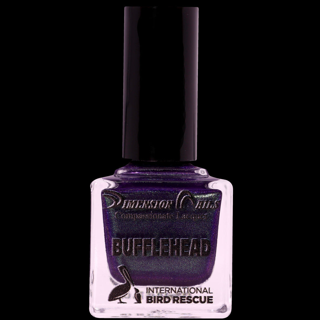 Bufflehead