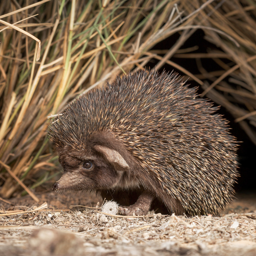 Desert Hedgehog