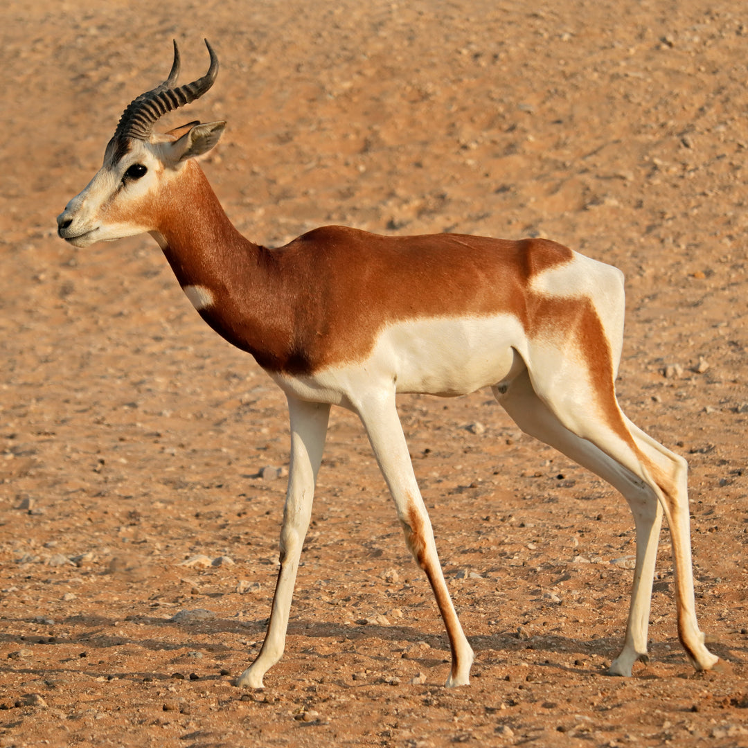 Dama Gazelle