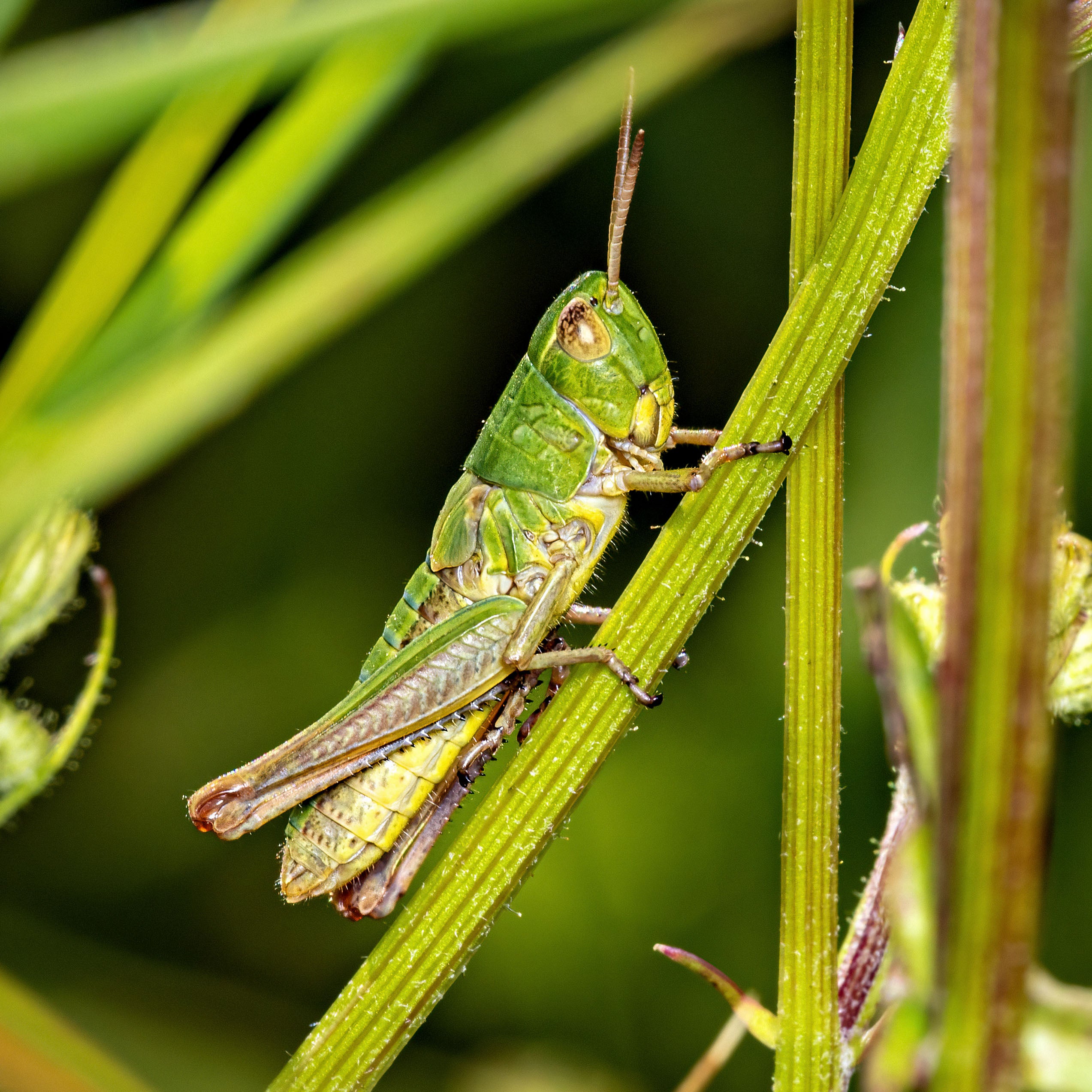 Meadow Grasshopper