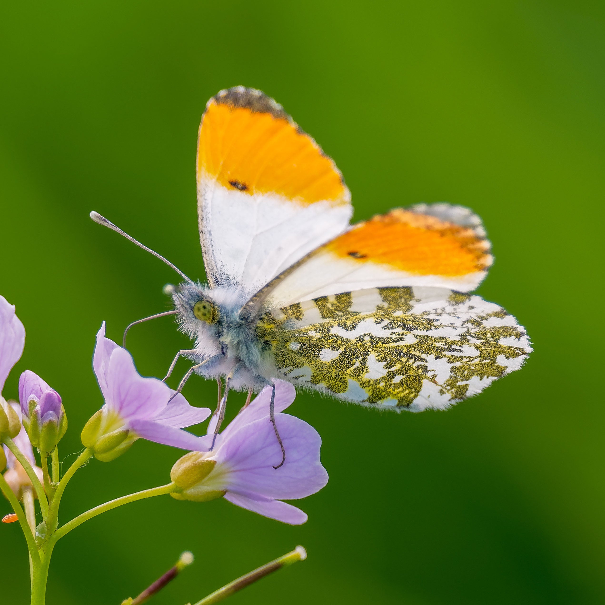 Orange-Tip Butterfly