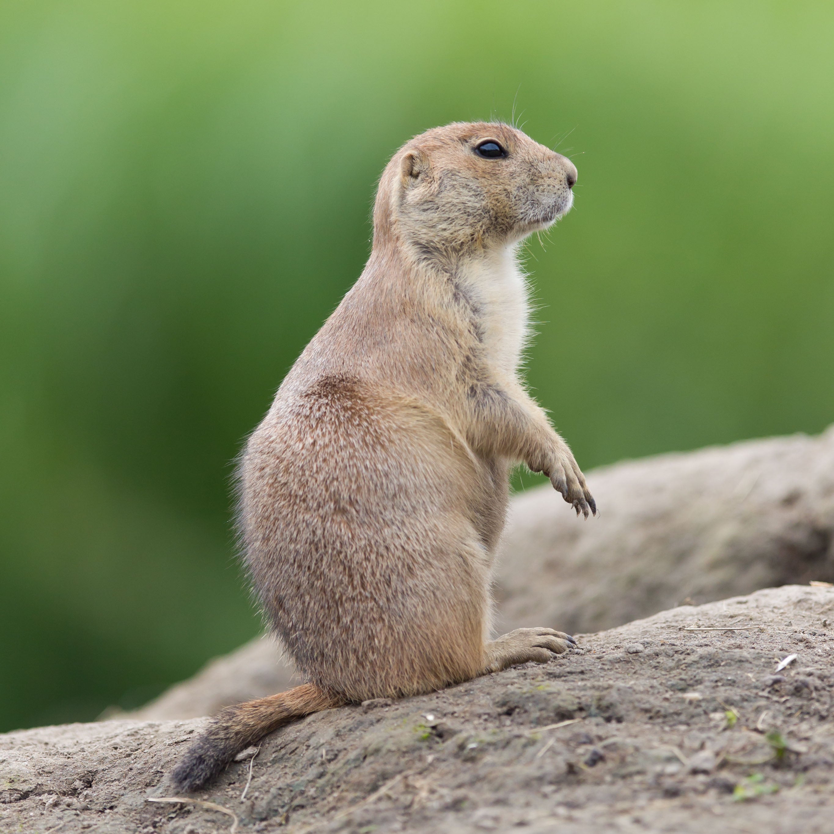Prairie Dog