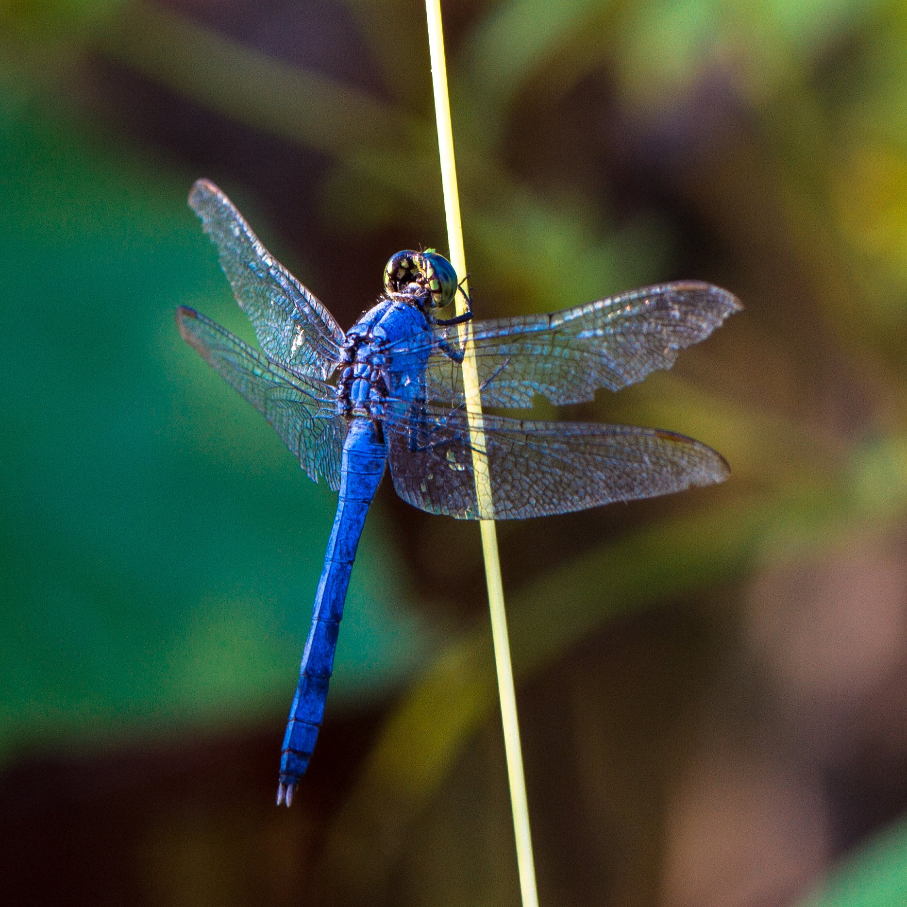 Eastern Pondhawk