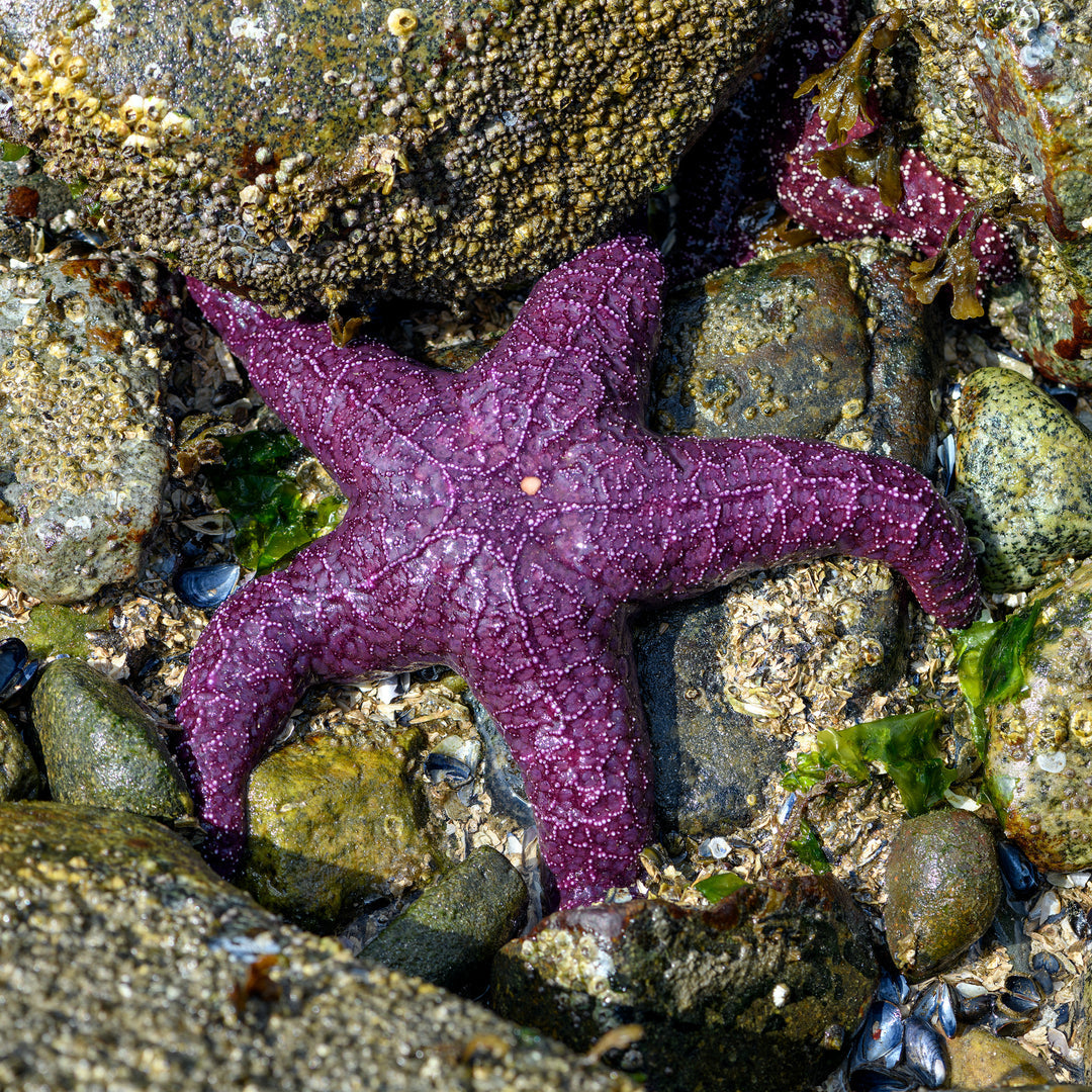 Ochre Starfish (Topper)