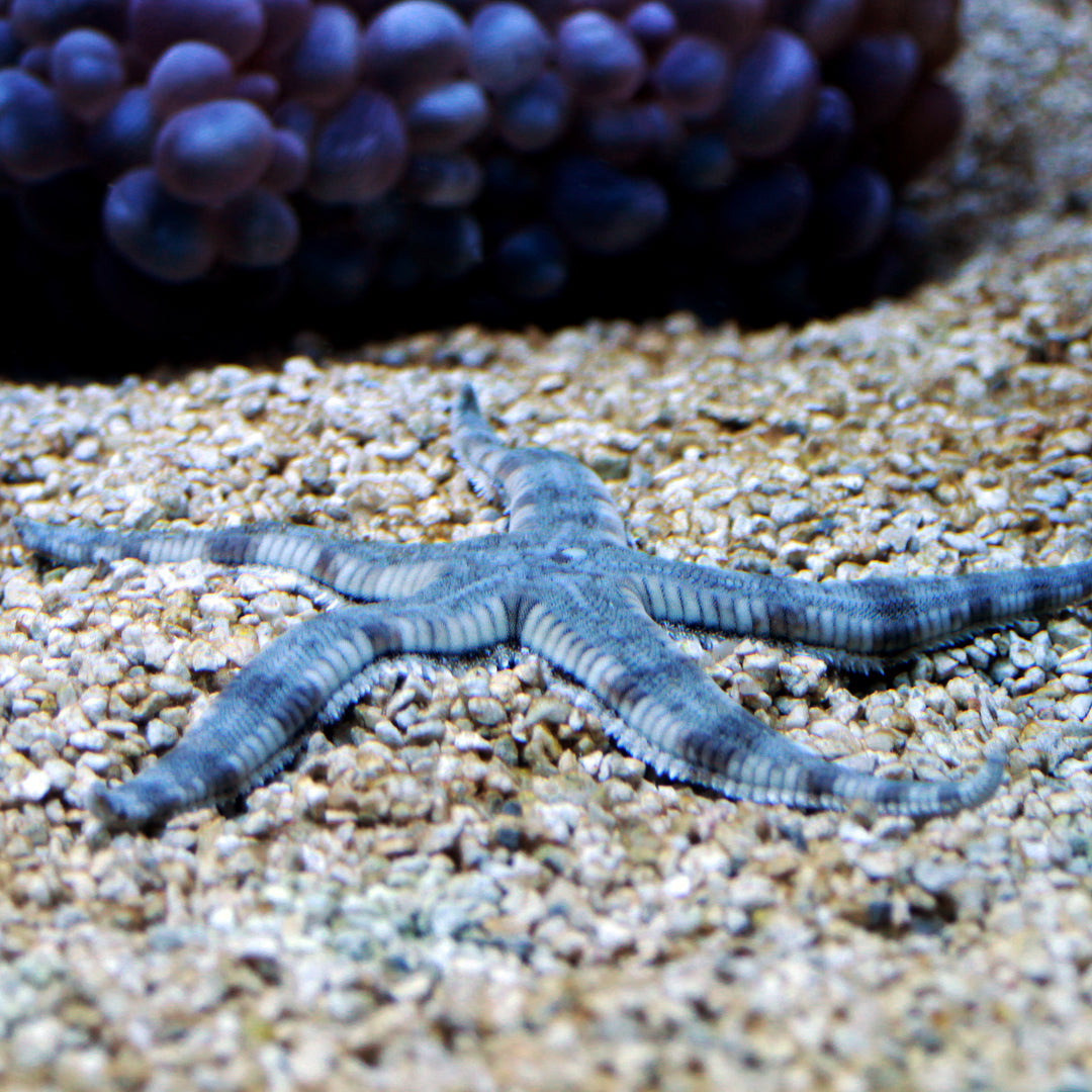 Sand Sifting Sea Star (Topper)
