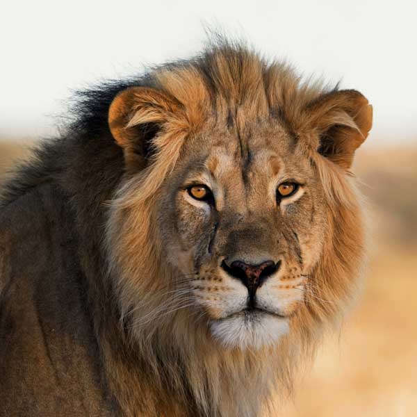 African Lion