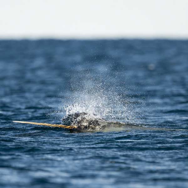 Narwhal