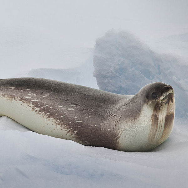 Ross Seal