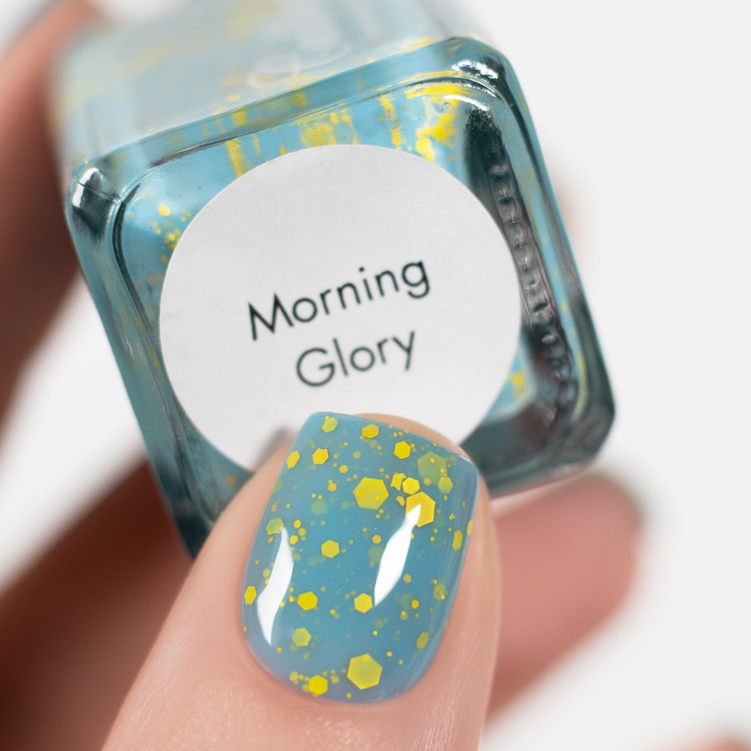 Morning Glory
