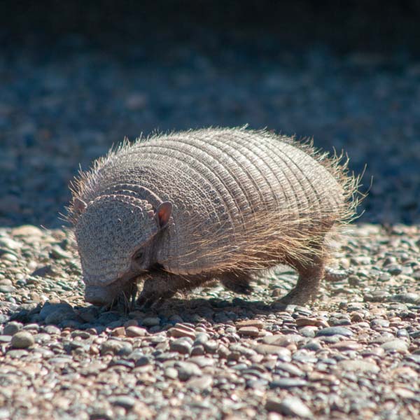 Big Hairy Armadillo
