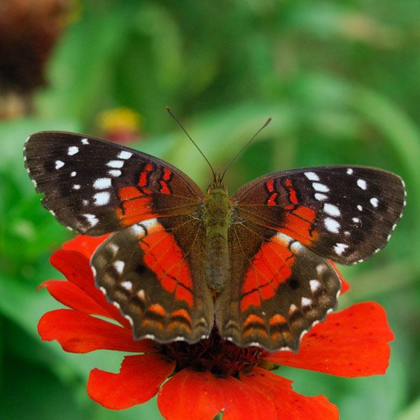 Scarlet Peacock Butterfly