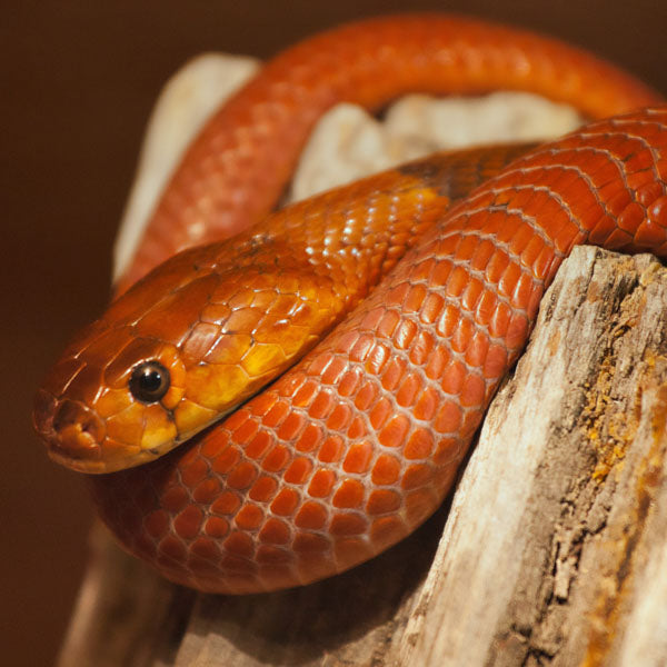 Red Spitting Cobra