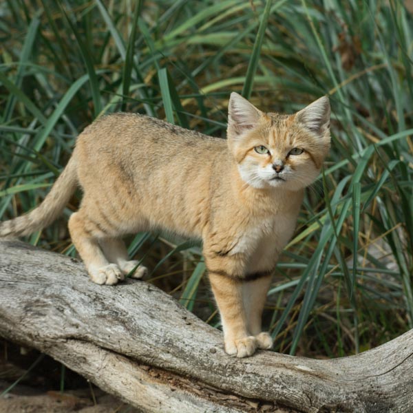 Sand Cat