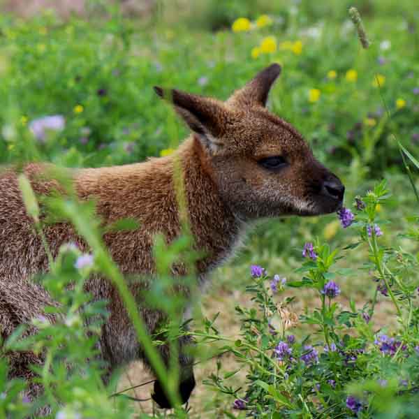 Wallabie
