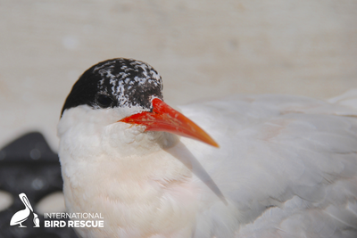 Elegant Tern