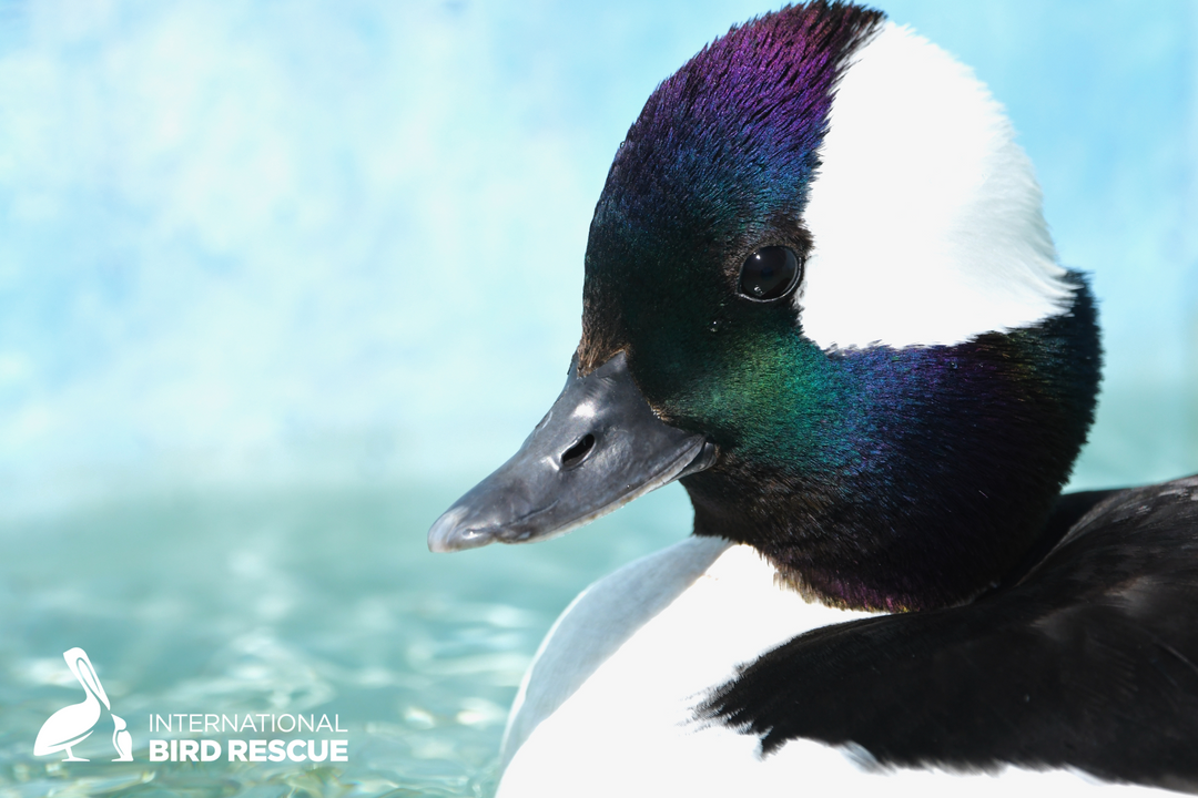 Bufflehead