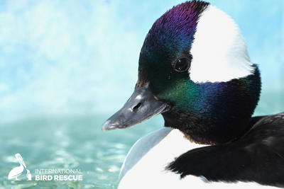 Bufflehead