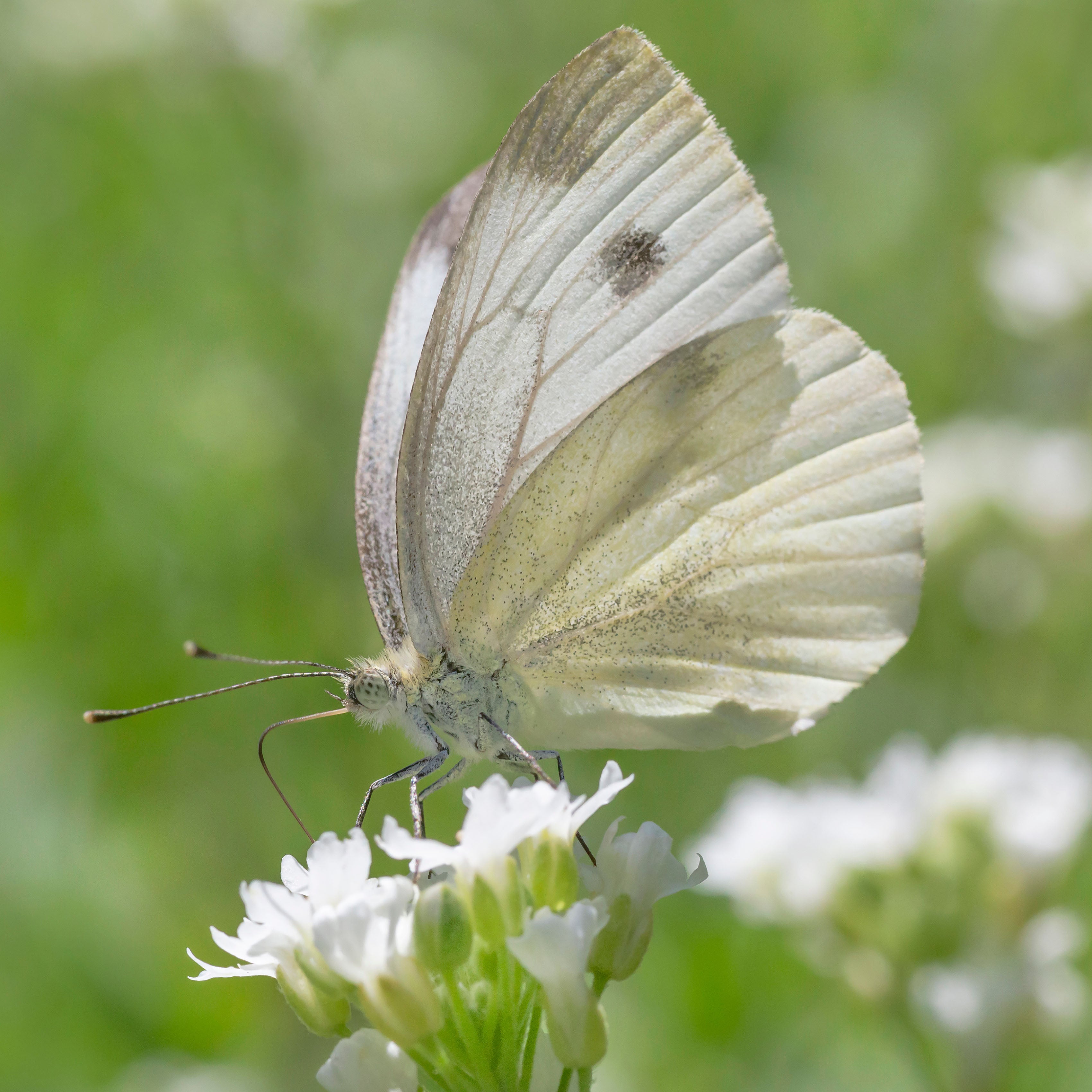 Cabbage White Butterfly