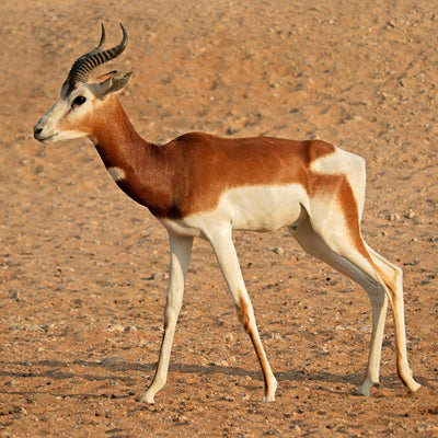 Dama Gazelle