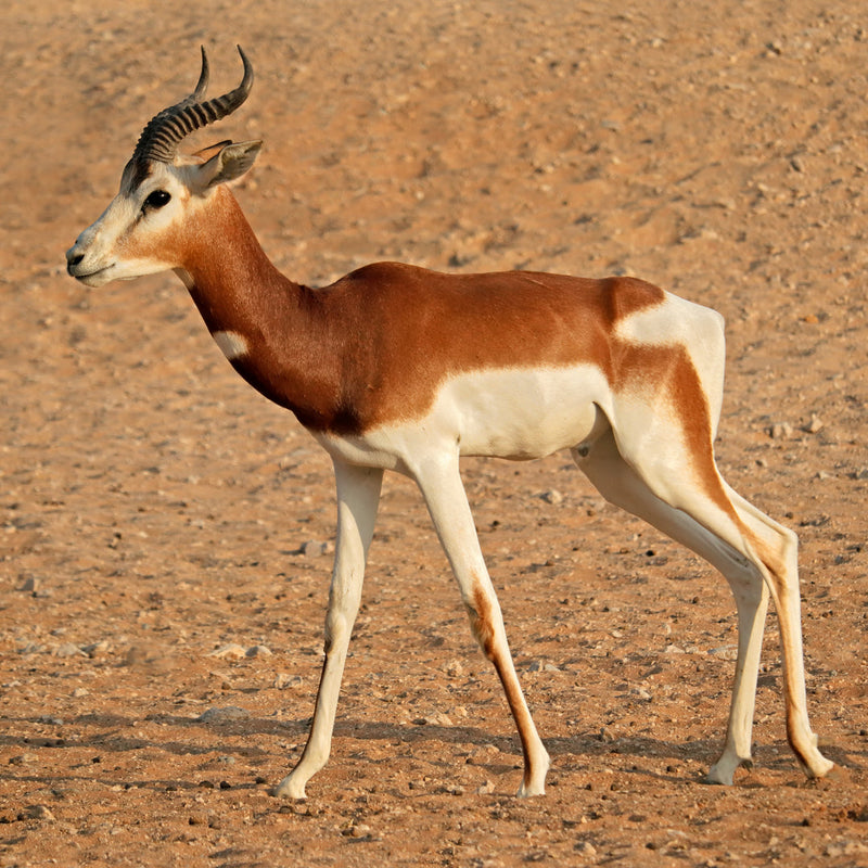 Dimension Nails - Sahara Desert - Dama Gazelle