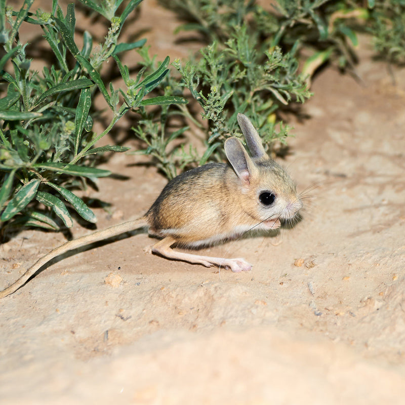 Dimension Nails - Sahara Desert - Jerboa