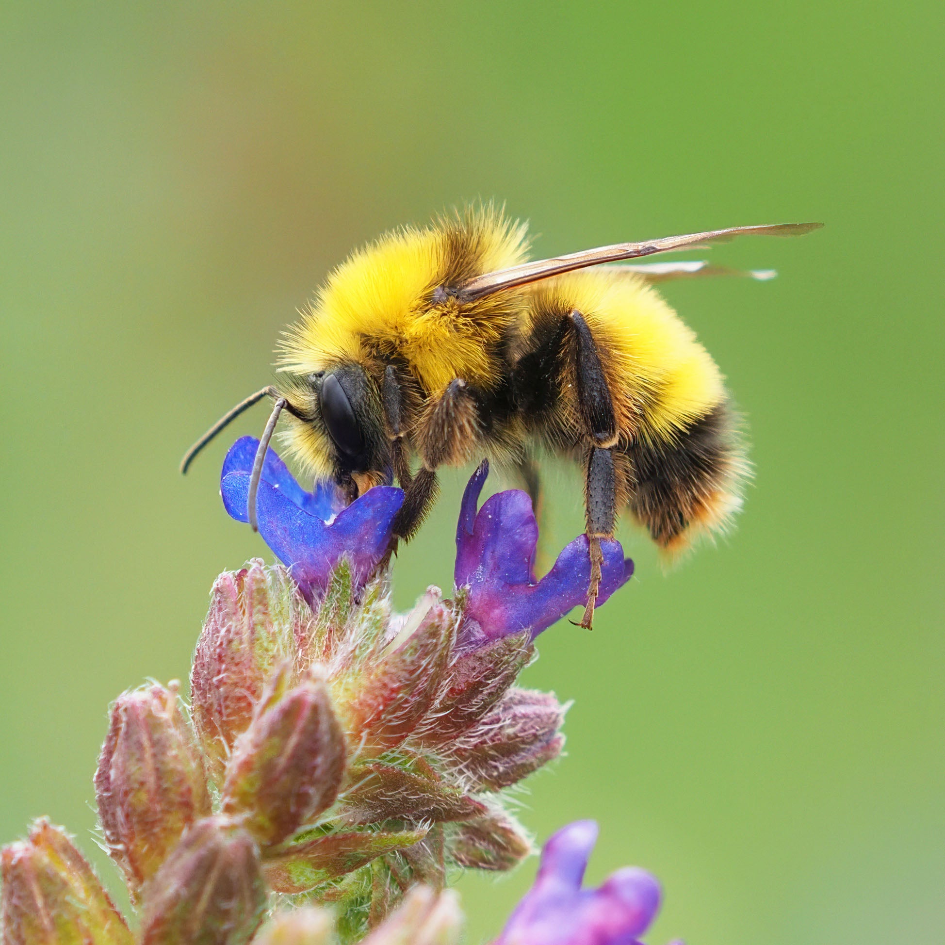 Great Yellow Bumblebee