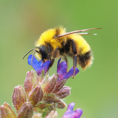 Great Yellow Bumblebee