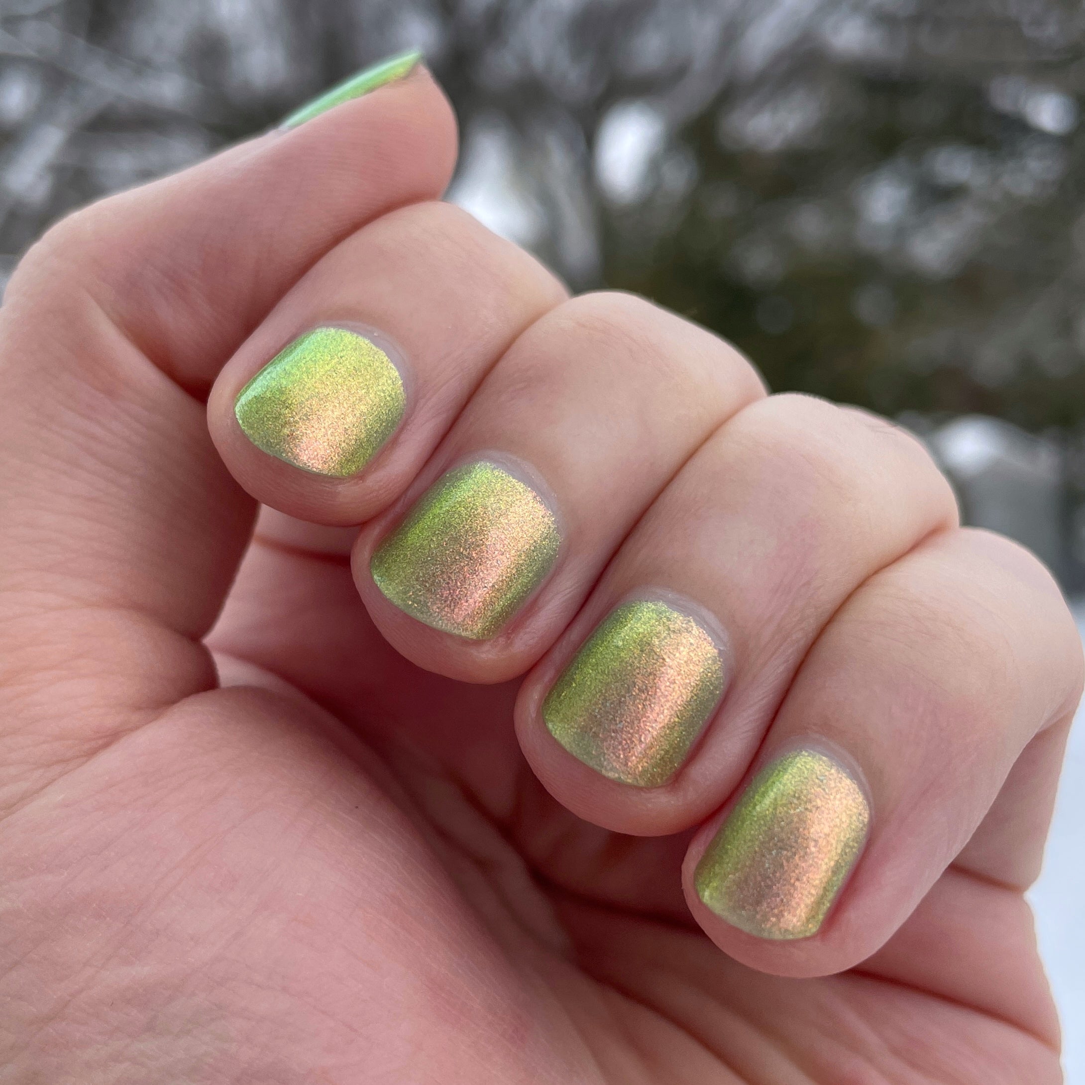 Daffodils Dew