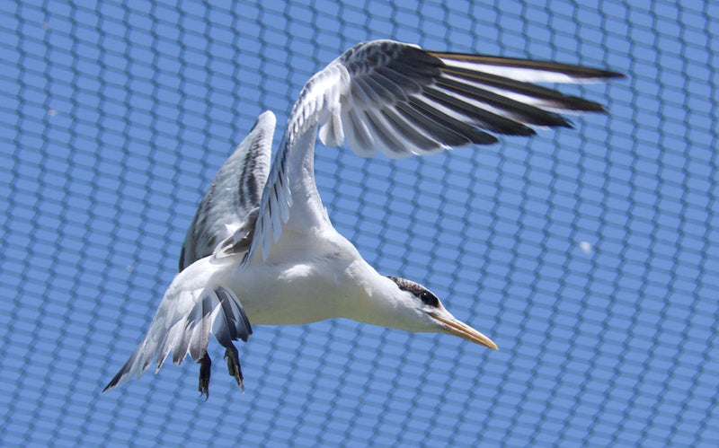 Dimension Nails - International Bird Rescue - Elegant Tern