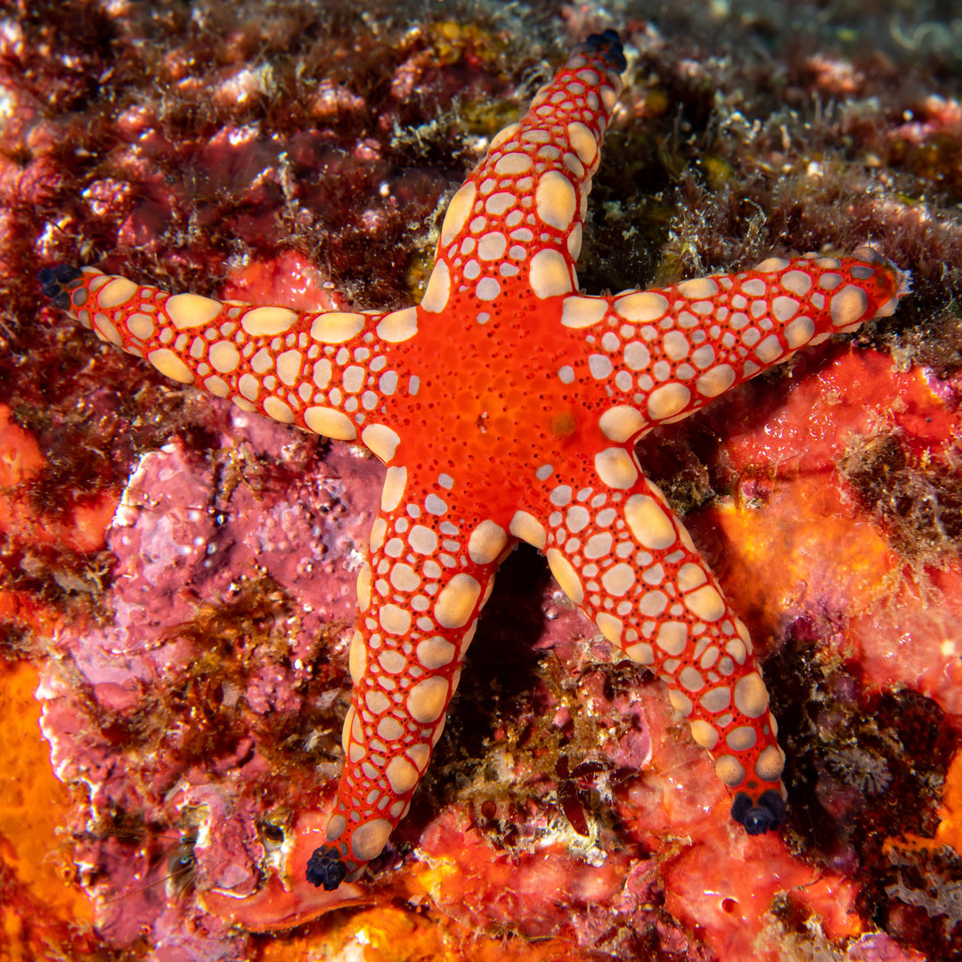 Marble Starfish (Topper)