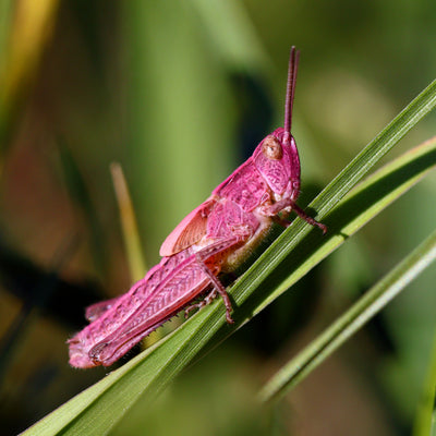 Pink Grasshopper