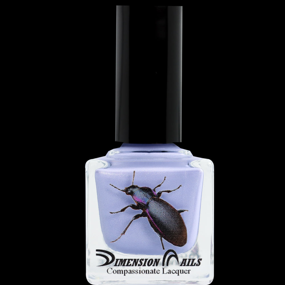Violet Ground Beetle