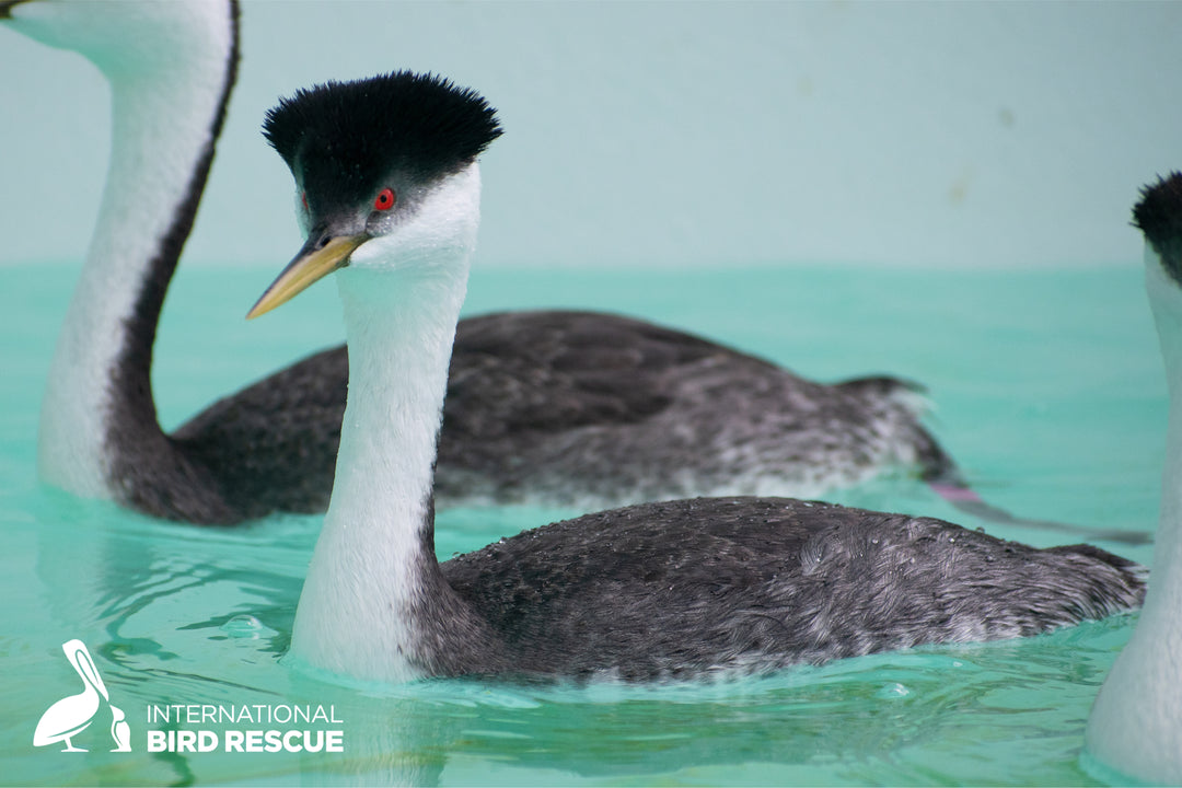 Western Grebe