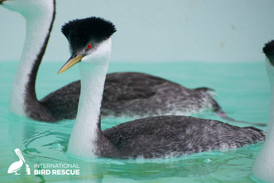 Western Grebe