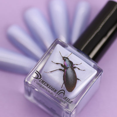 Violet Ground Beetle