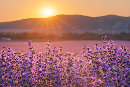 Lavender Sunset