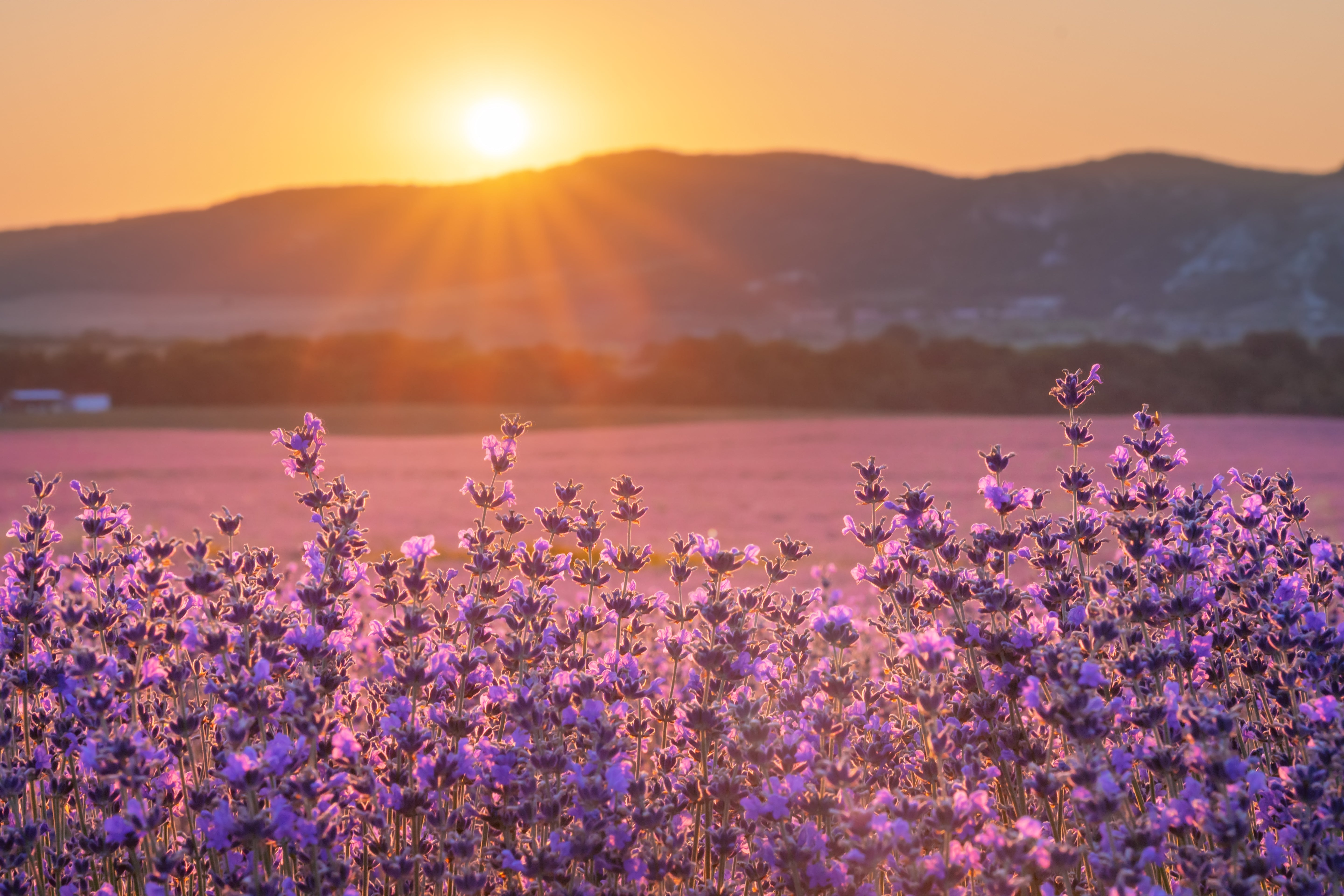 Lavender Sunset