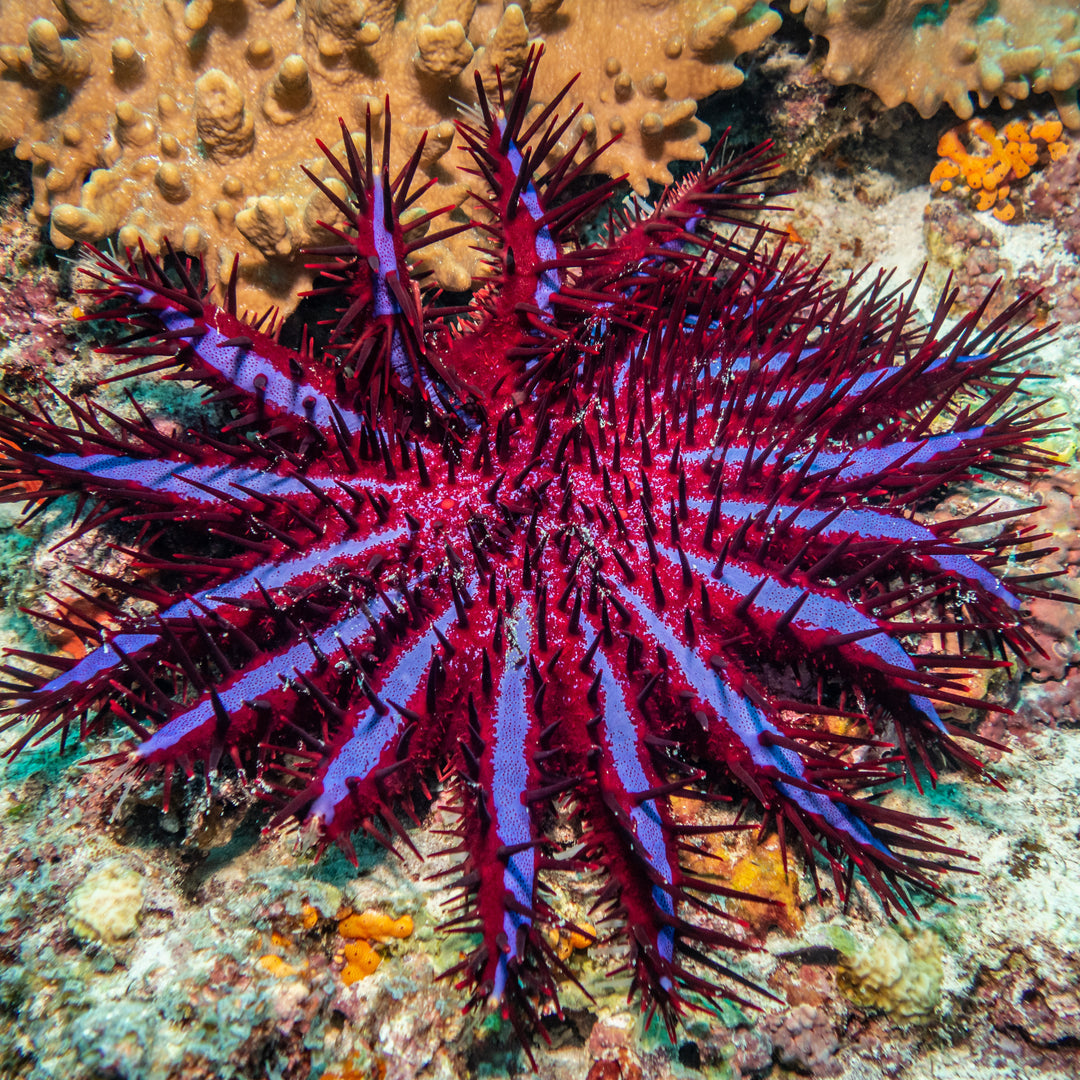 Crown of Thorns Starfish (Topper)