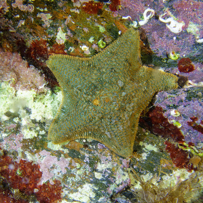 Cushion Sea Star (Topper)