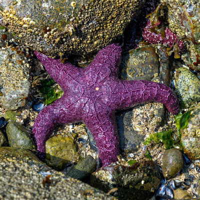 Ochre Starfish (Topper)