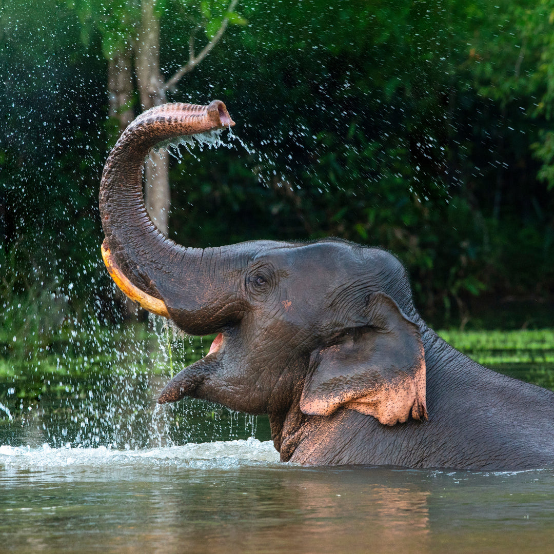 Asian Elephant