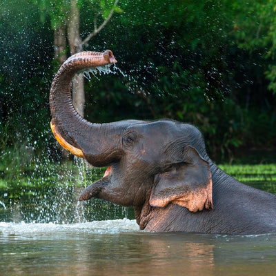 Asian Elephant
