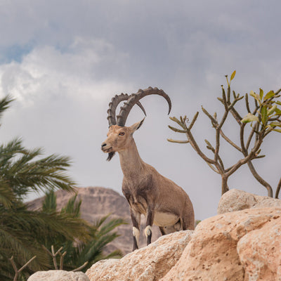 Nubian Ibex
