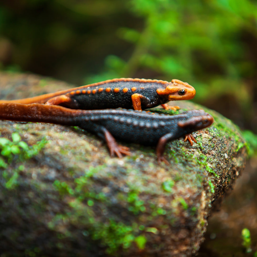 Himalayan Newt