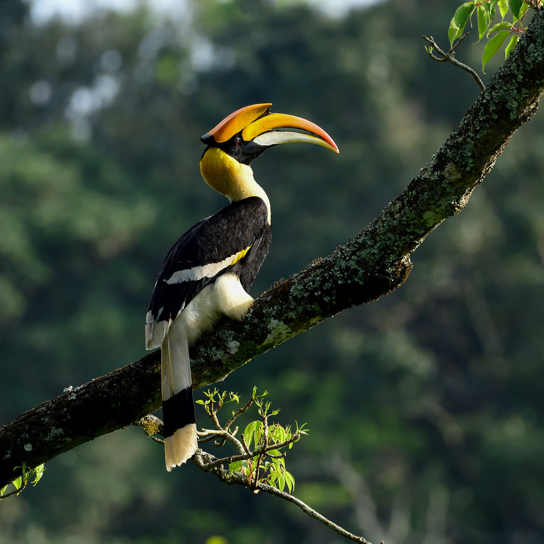 Great Indian Hornbill