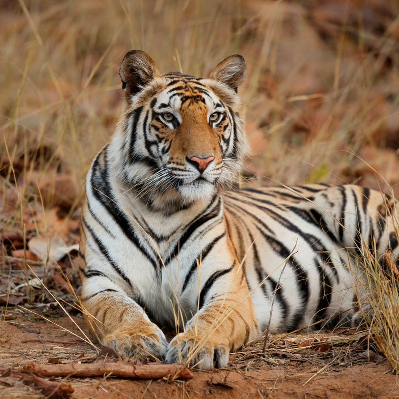 Dimension Nails - Terai-Duar Savanna - Bengal Tiger