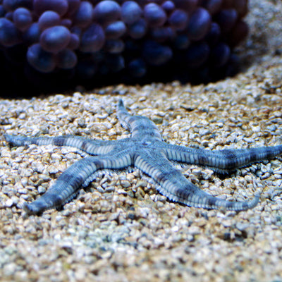 Sand Sifting Sea Star (Topper)