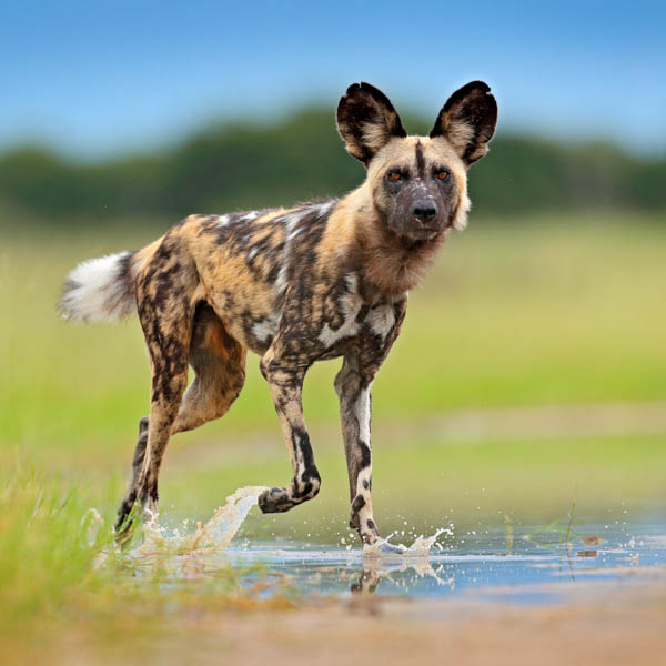 African Wild Dog