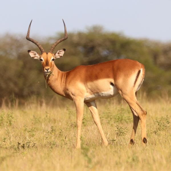 Dimension Nails - African Savanna - Impala
